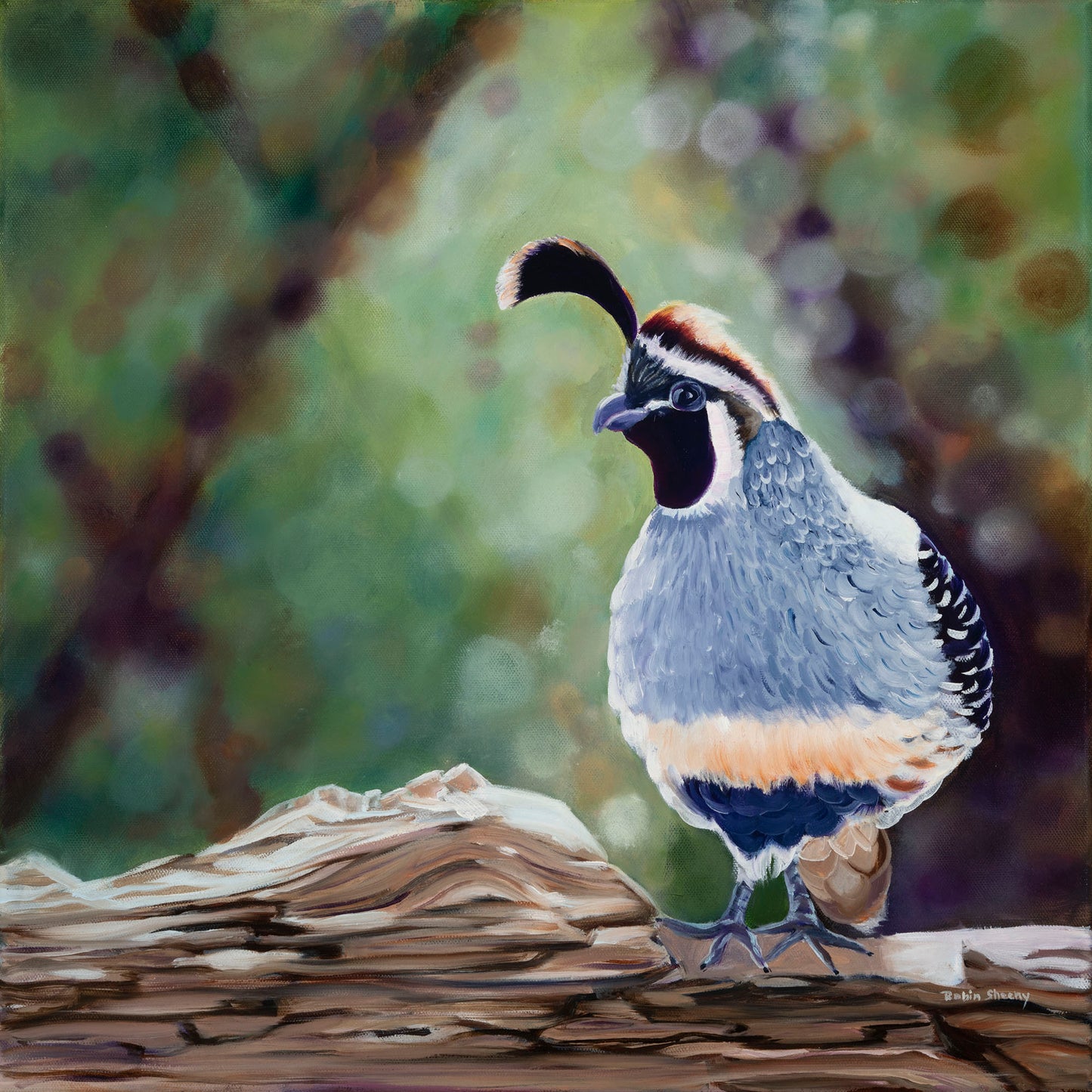 California Quail - Private collection