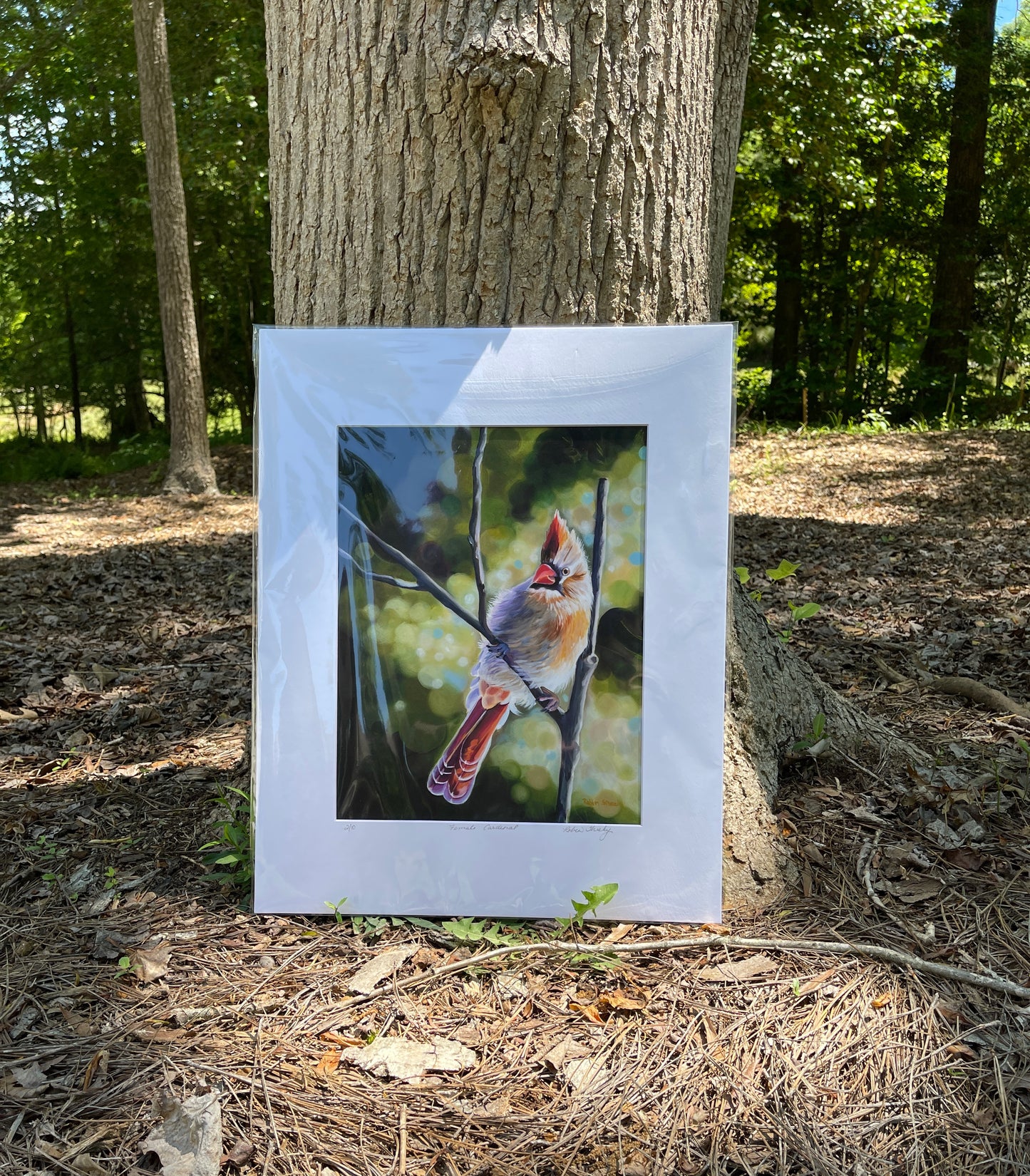 Female Cardinal Print