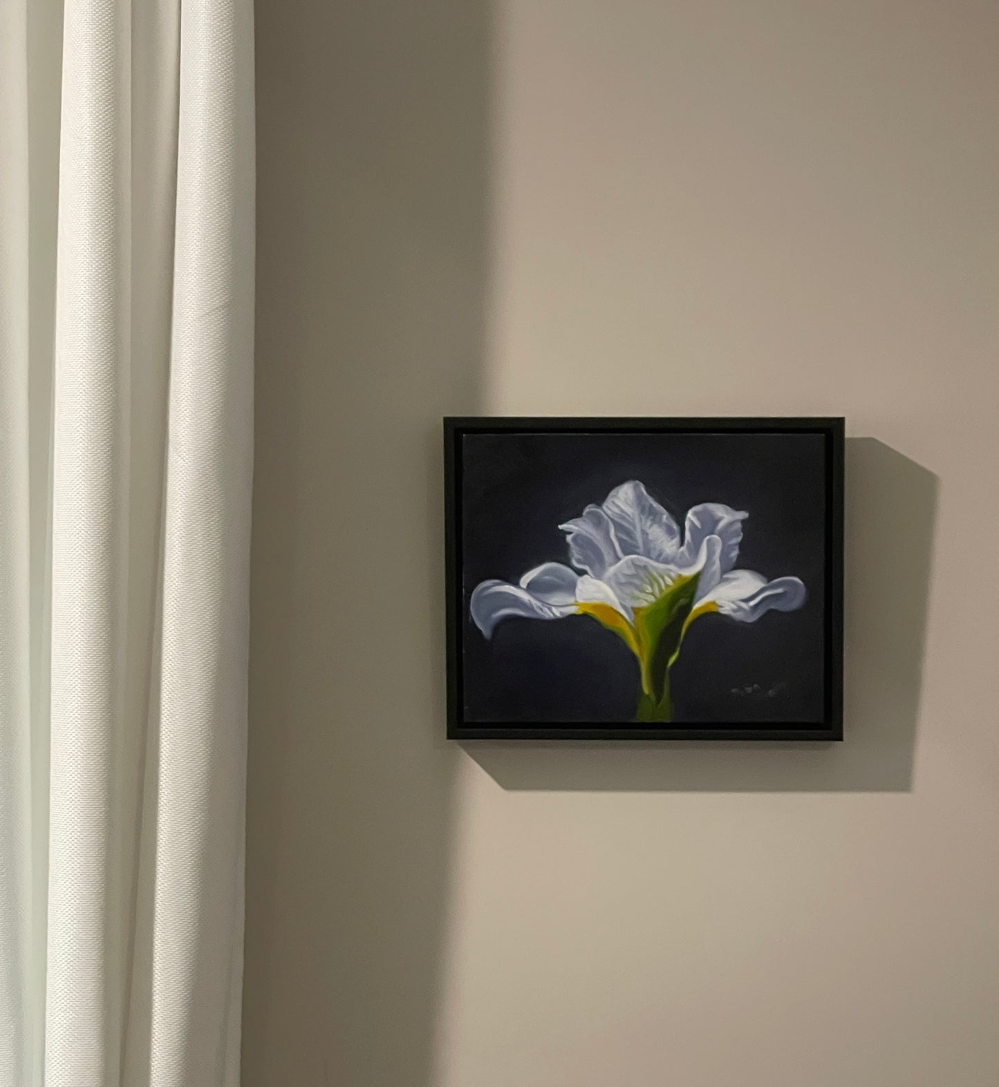 White Iris study 8 x 10