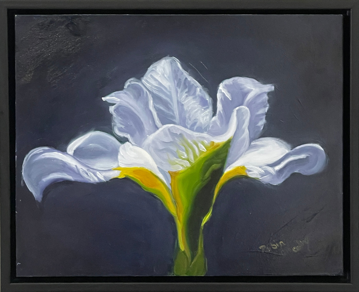 White Iris study 8 x 10