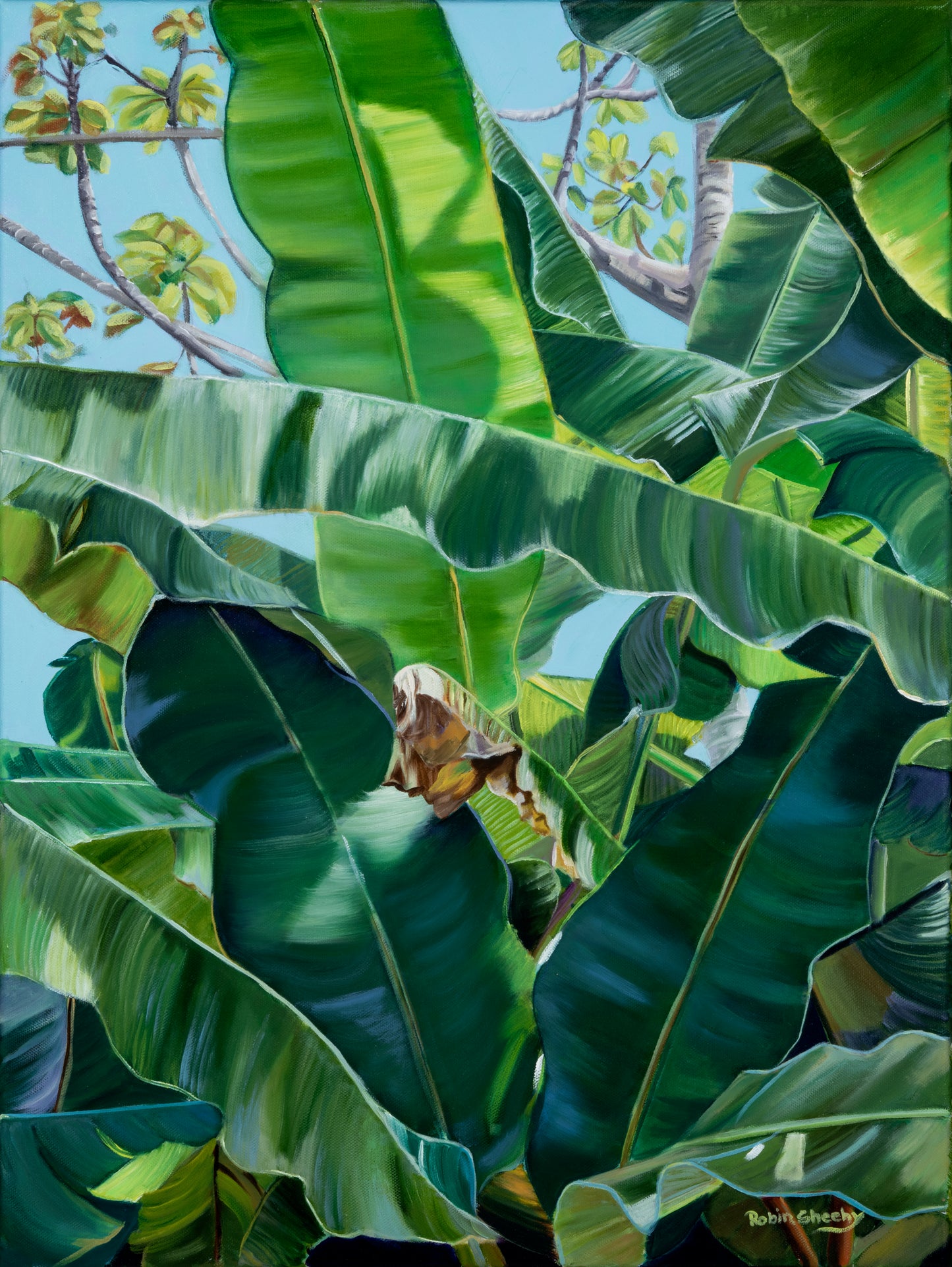 Banana Tree Study- Print