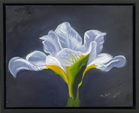 White Iris study 8 x 10