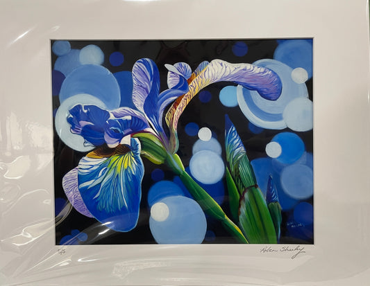 Iris study - Print