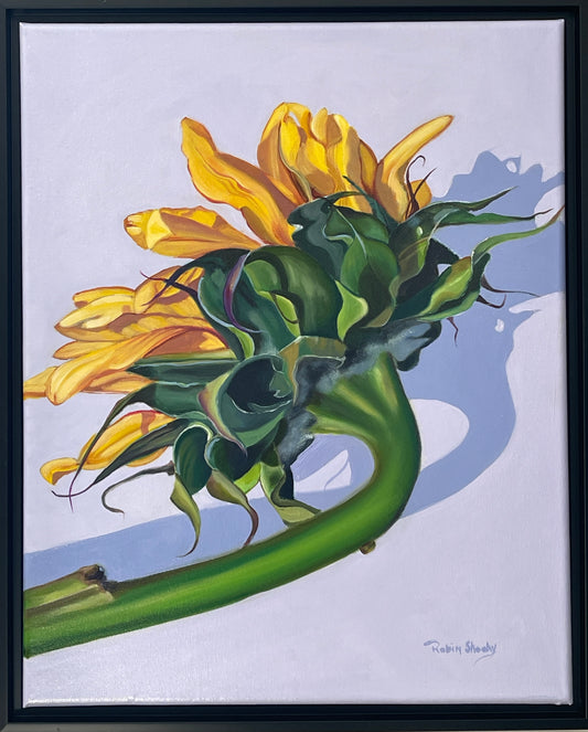 Sunflower study #3 16" x 20" oil on canvas