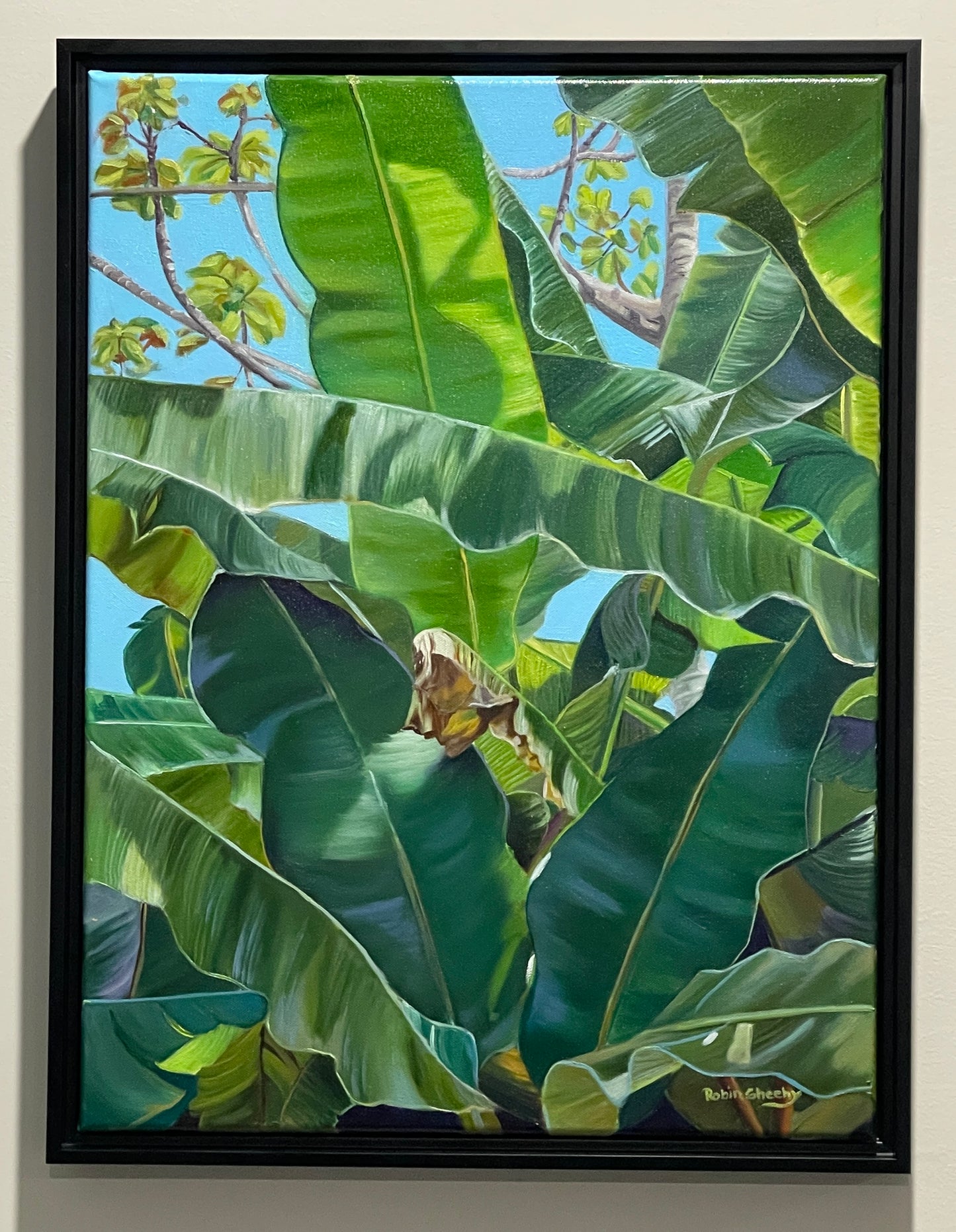 Banana Tree -Pura Vida