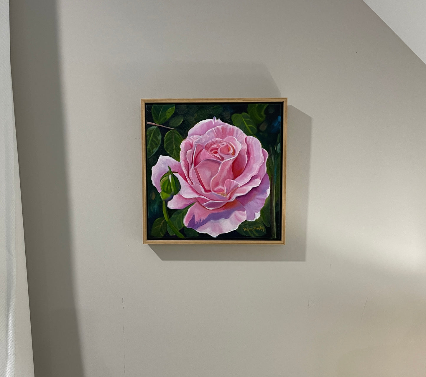 Pink Rose Study